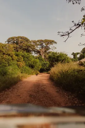 Bouyouye & Diembering — Villages casamançais et forêt de fromagers