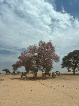 Grand Tour du Nord